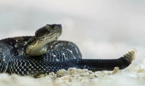 Ep. 62 - Timber Rattlesnakes: Endangered Danger Noodles(Part 1)