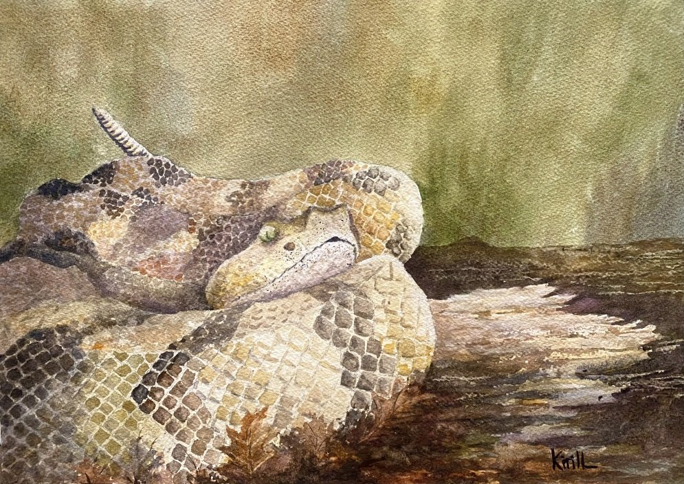 Ep. 62 - Timber Rattlesnakes: Still Endangered, Still Danger Noodle-y (Part 2)