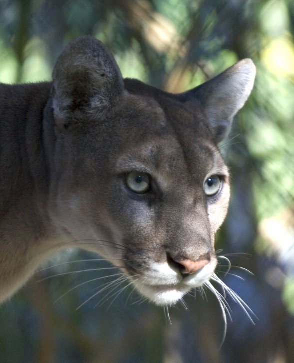 Ep. 63 - Field Trip!: On the Trail of the Florida Panther