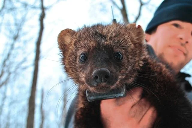 Ep. 67 - Fishers in the Field: A Hike with Fisher Researcher Dr. Scott LaPoint