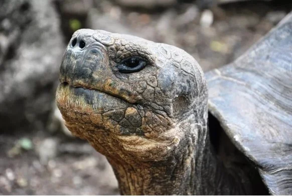 Ep. 69 - Rewilding Floreana (with Fundación Jocotoco)