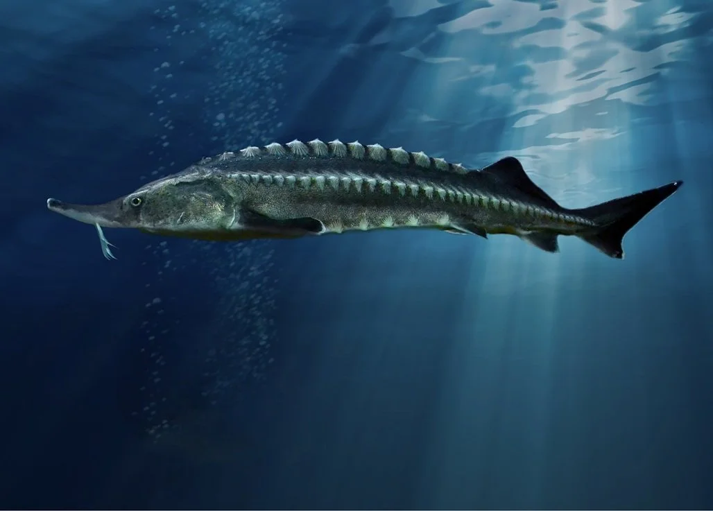 Ep. 74 - Like A Sturgeon