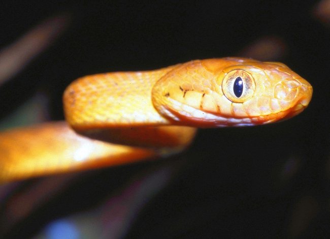 Ep. 79 - The Brown Tree Snake on Guam: Using Genetics to Unlock the Secrets of an Invasive Species