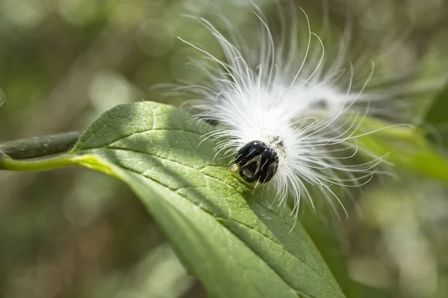 Ep. 83 - Fall Webworms: Not As Bad As They Look