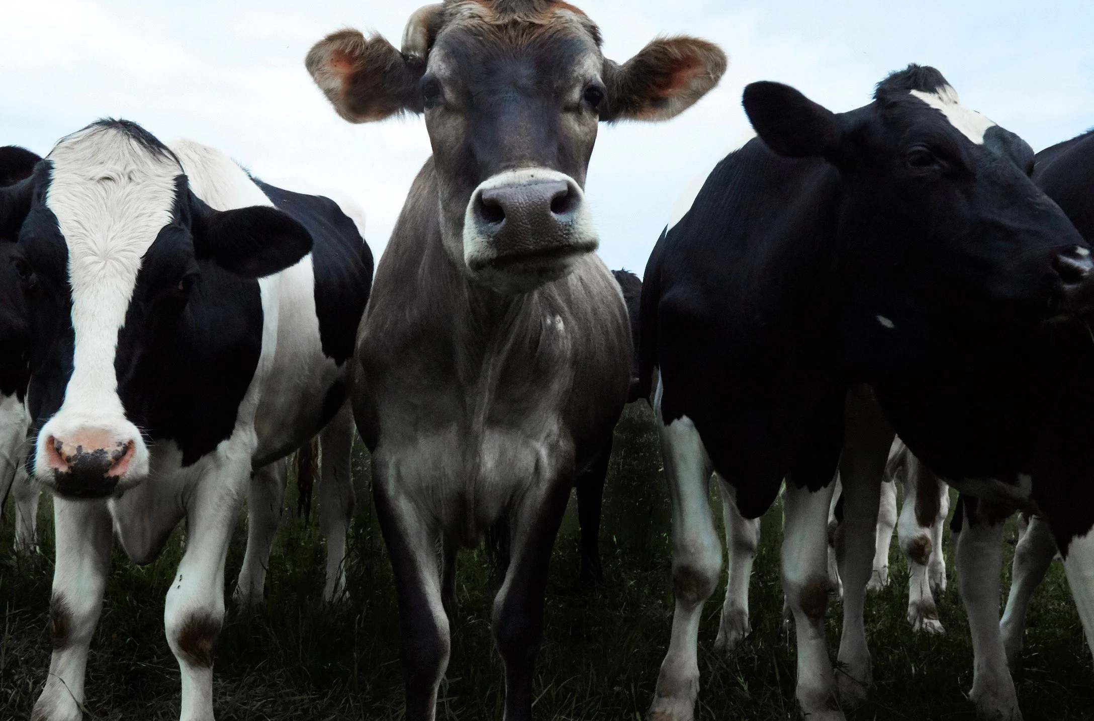 COW 14.jpg