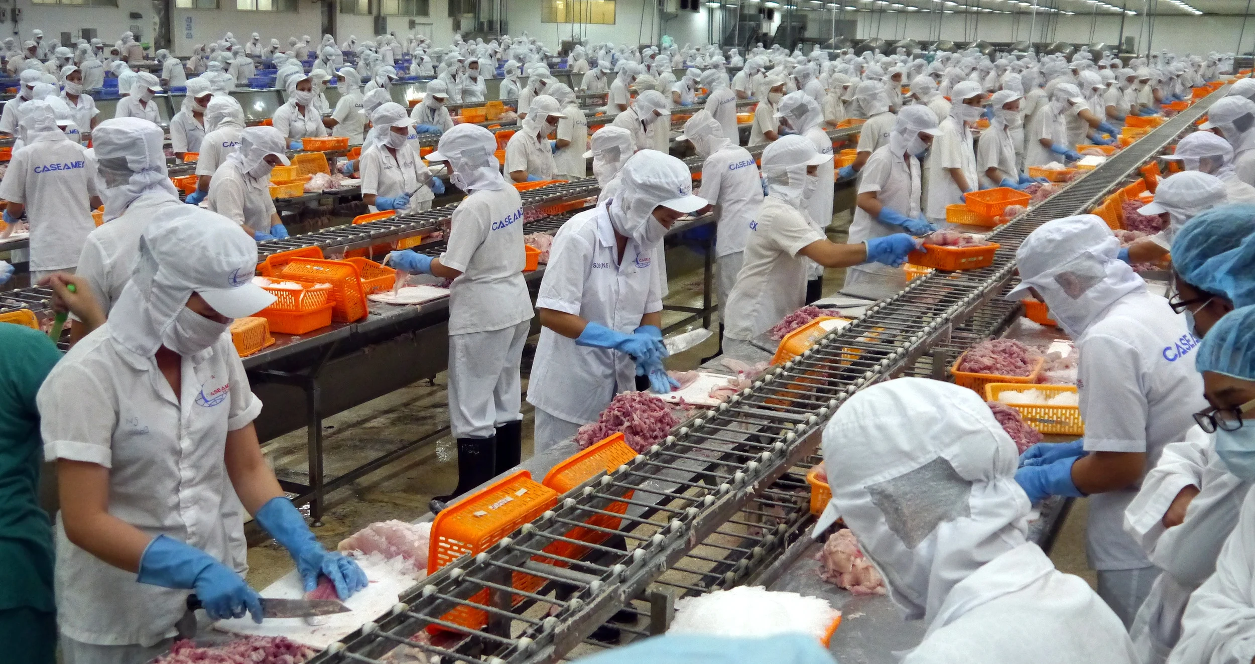 Fish processing - Vietnam