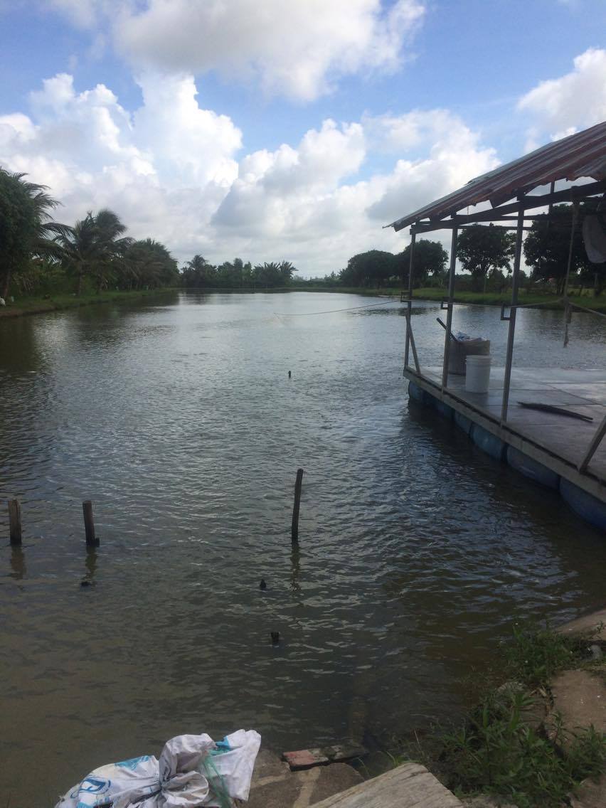  Typical Mekong Delta Pangasius pond Note floating feed platform on the right 