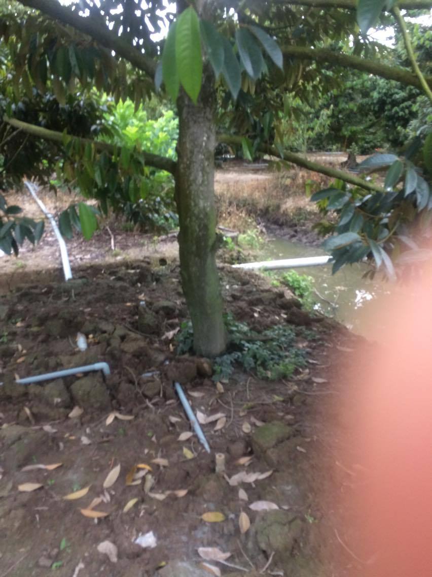 Pond sludge placed roundbase of durian tree in adjacent commercial orchard