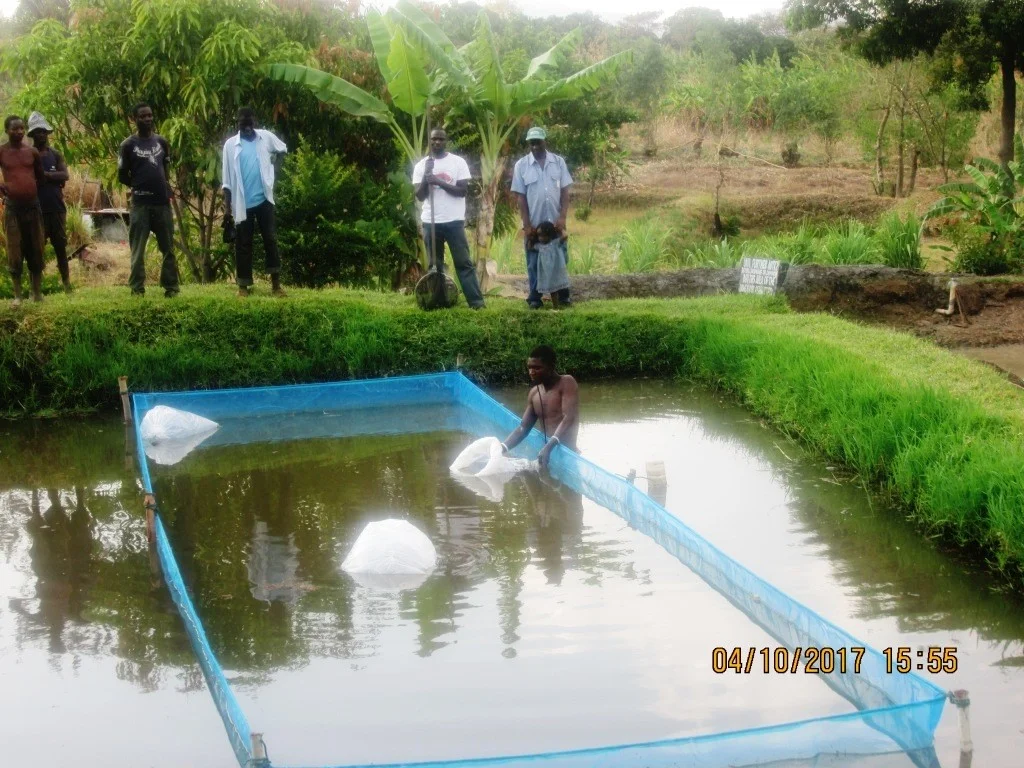 Scottish Govt  SHASP Hatchery  Project  Malawi