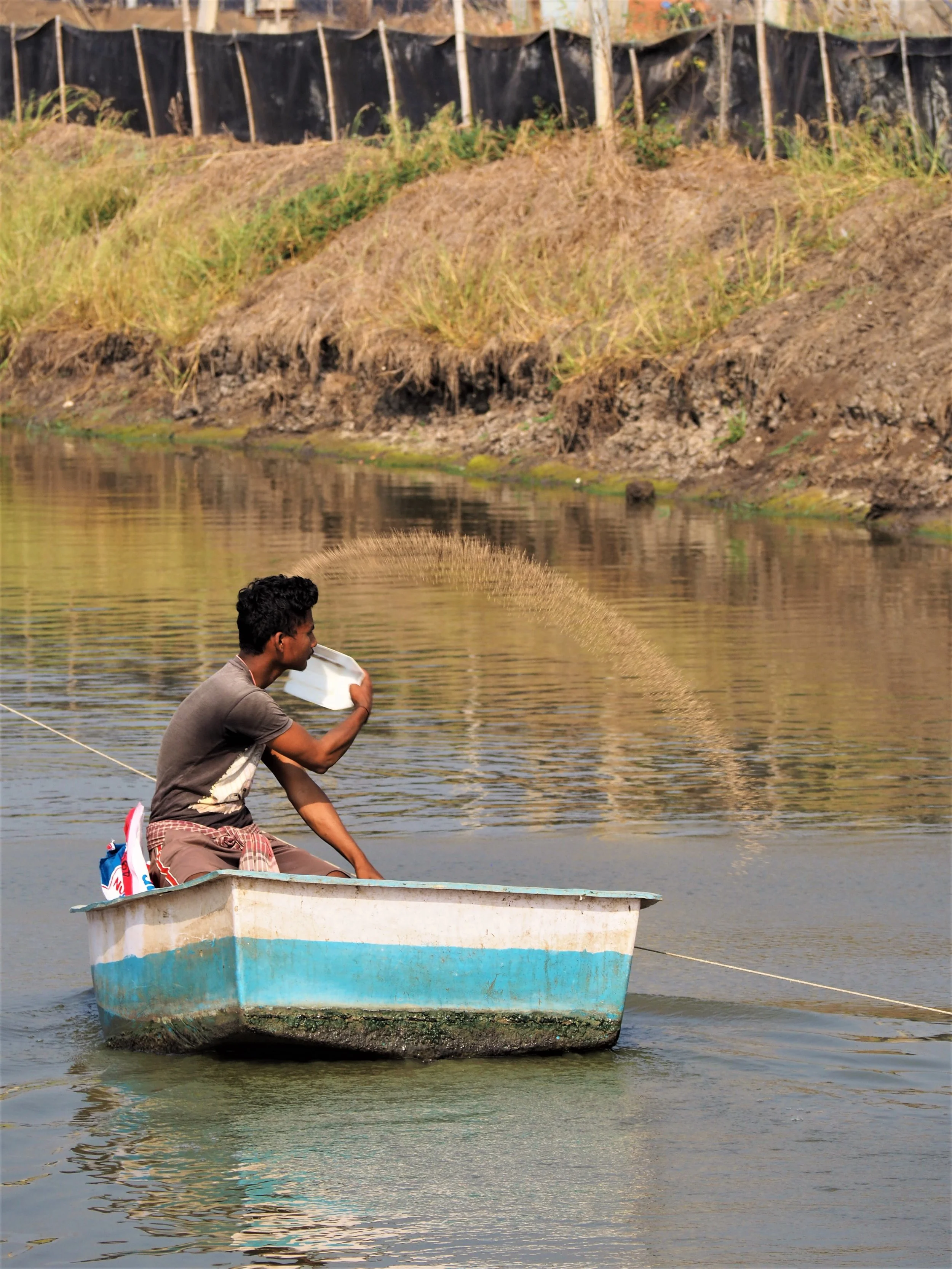 Feeding shrimp in India