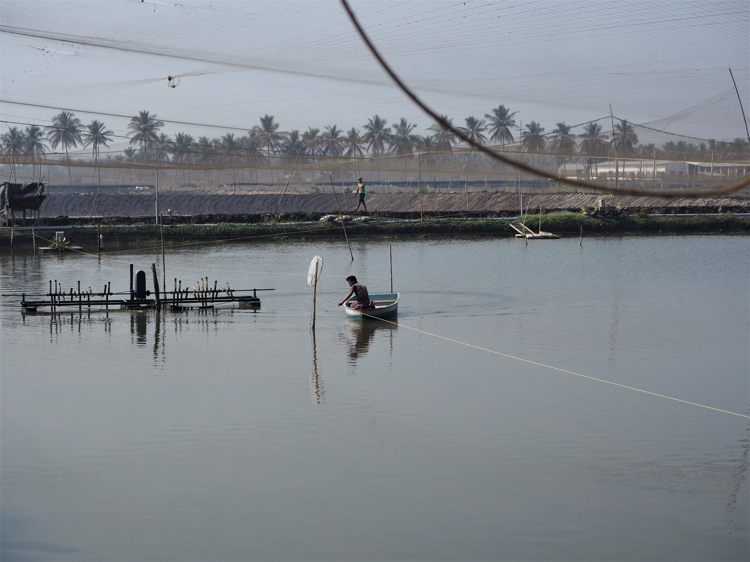 Feeding shrimp in India
