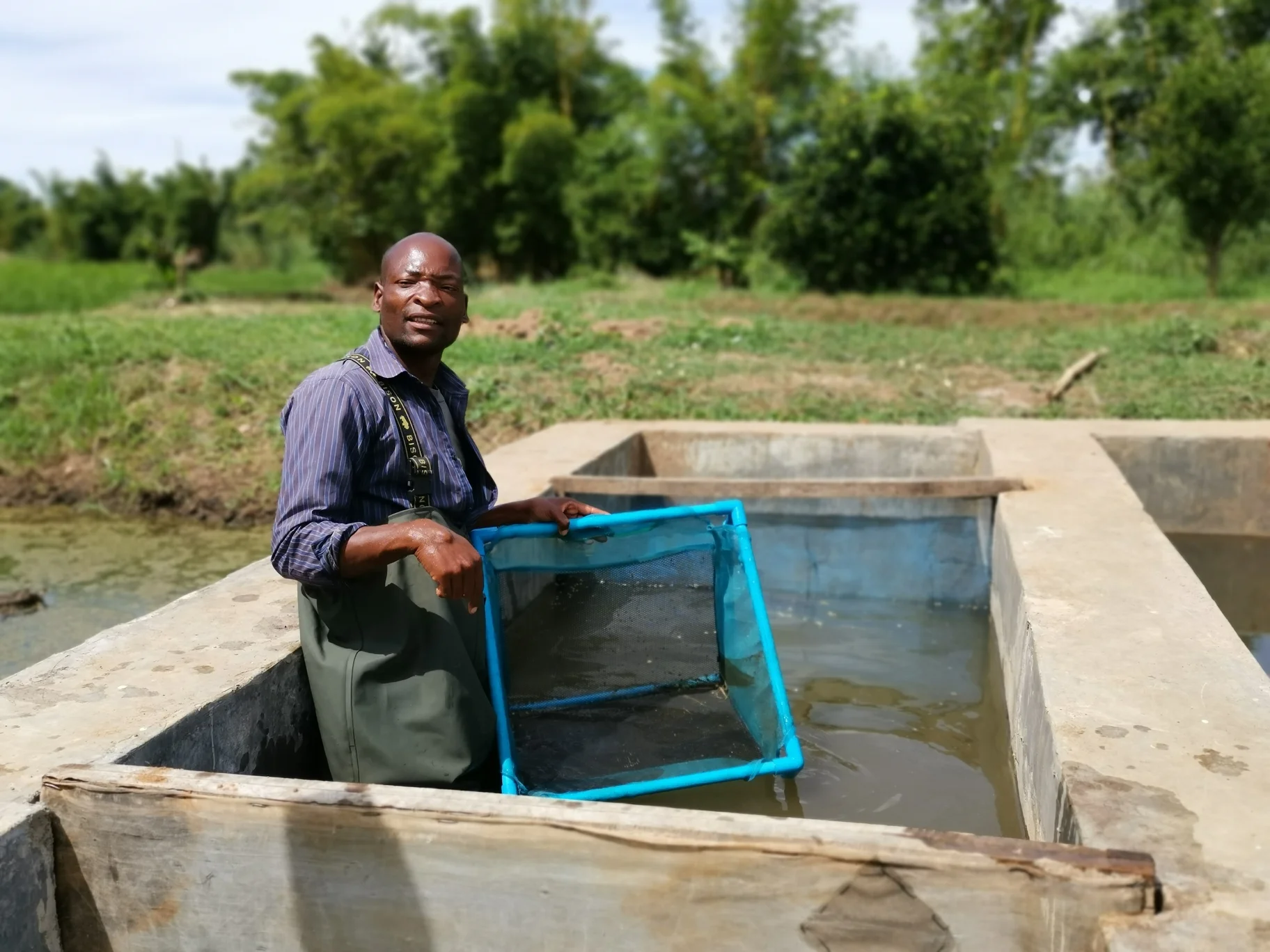 Grading fish in a raceway (fingerling holding concrete pond)
