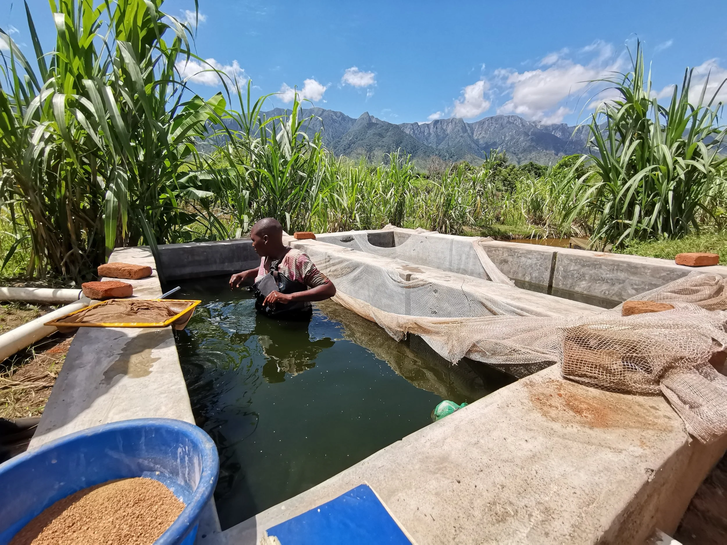 Collecting fingerlings in a raceway