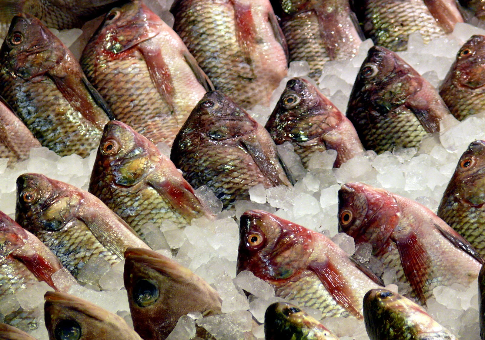 How fish can still be part of a more sustainable food future