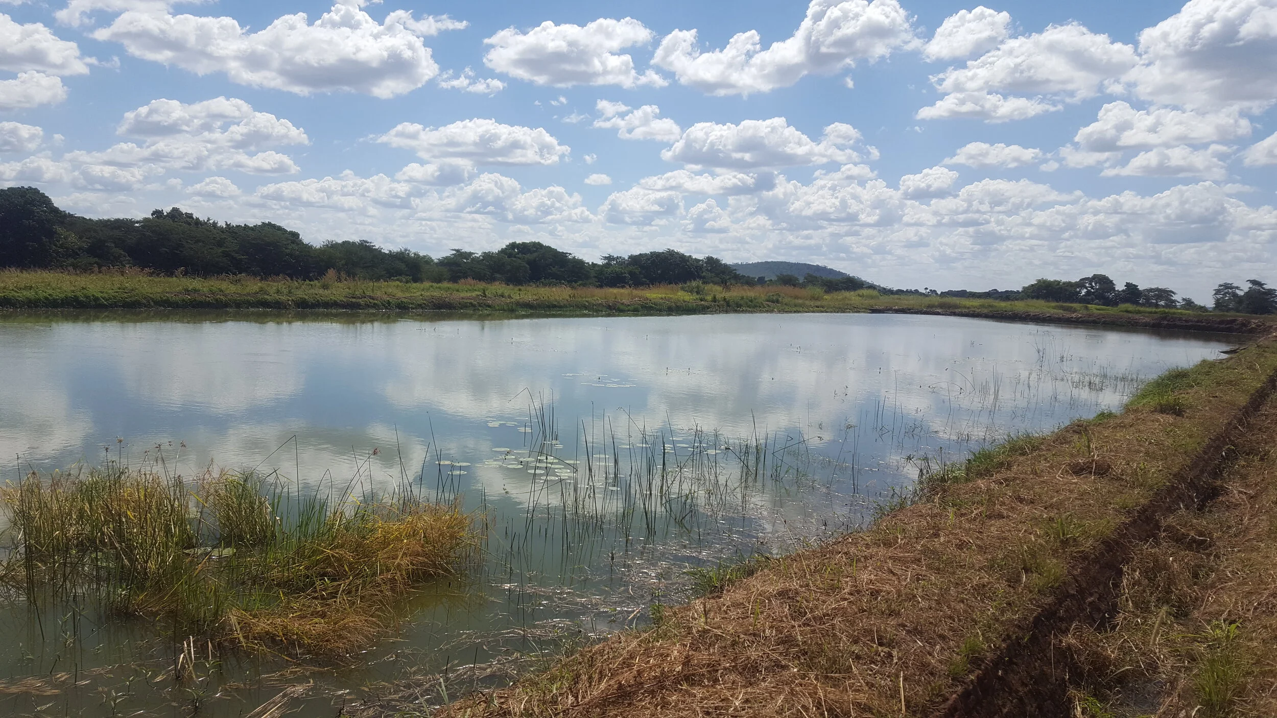 Can smallholder fish ponds in Africa be climate smart?