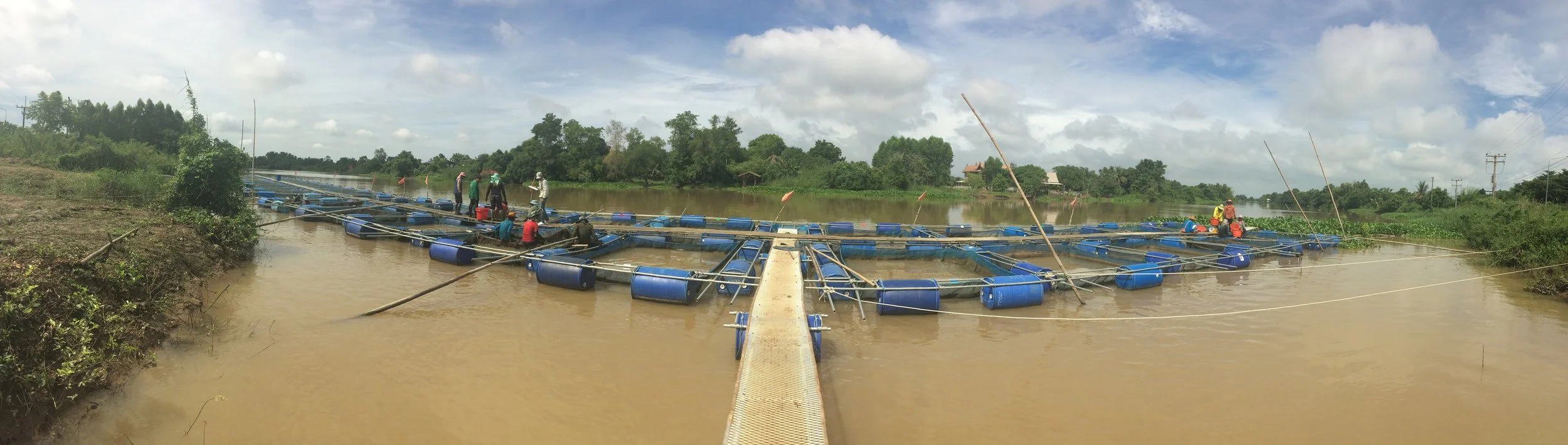 Mixed-sex Nile tilapia can perform competitively with mono-sex fish in cage culture