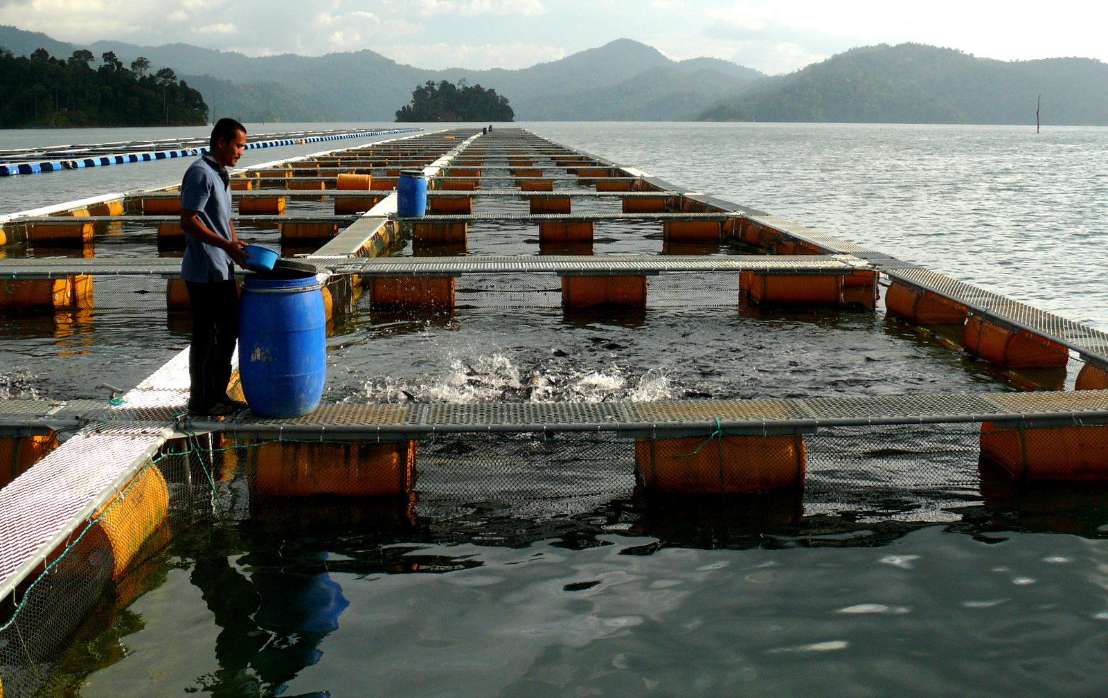 The Road to Sustainable Aquaculture