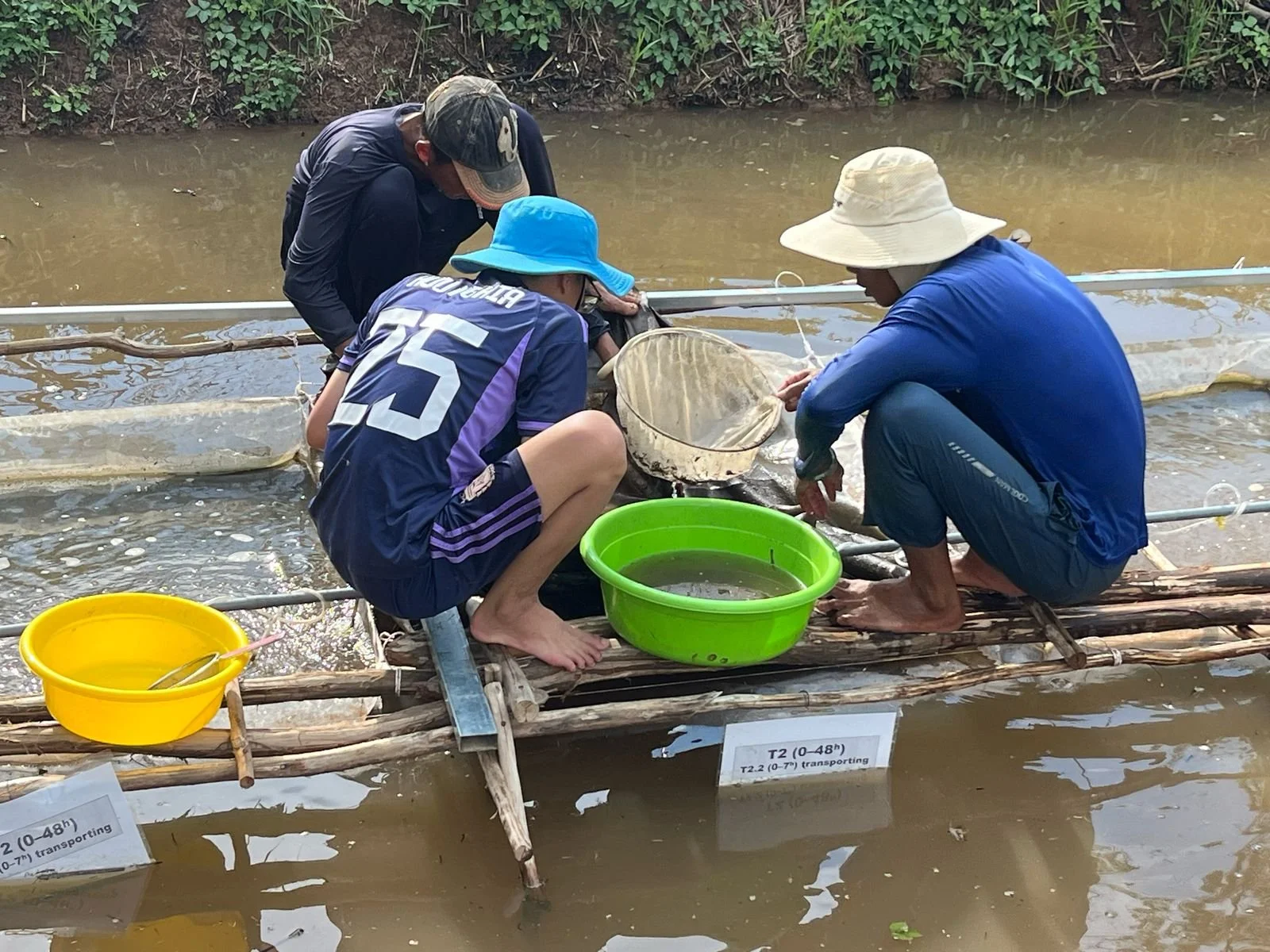 Improving the welfare of pangasius fry during transport 