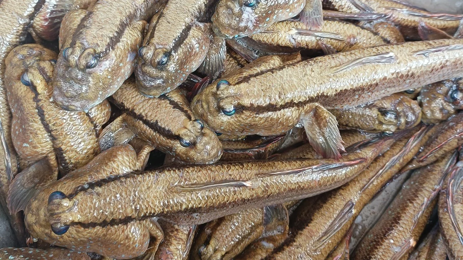 New video on physical enrichment for mud skipper