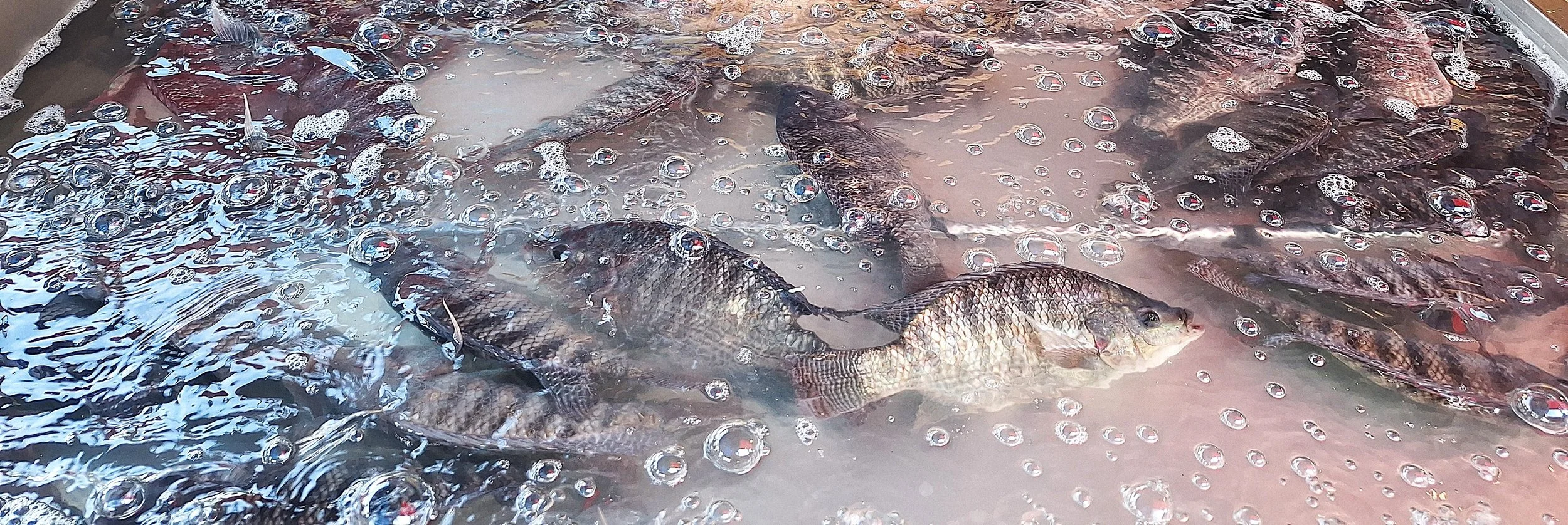 Hardy Fish - Hidden Suffering