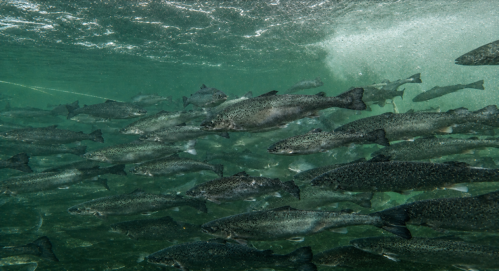 Electric On-Demand Aeration in Atlantic Salmon Net-Pens