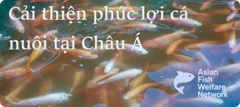 Vietnamese version