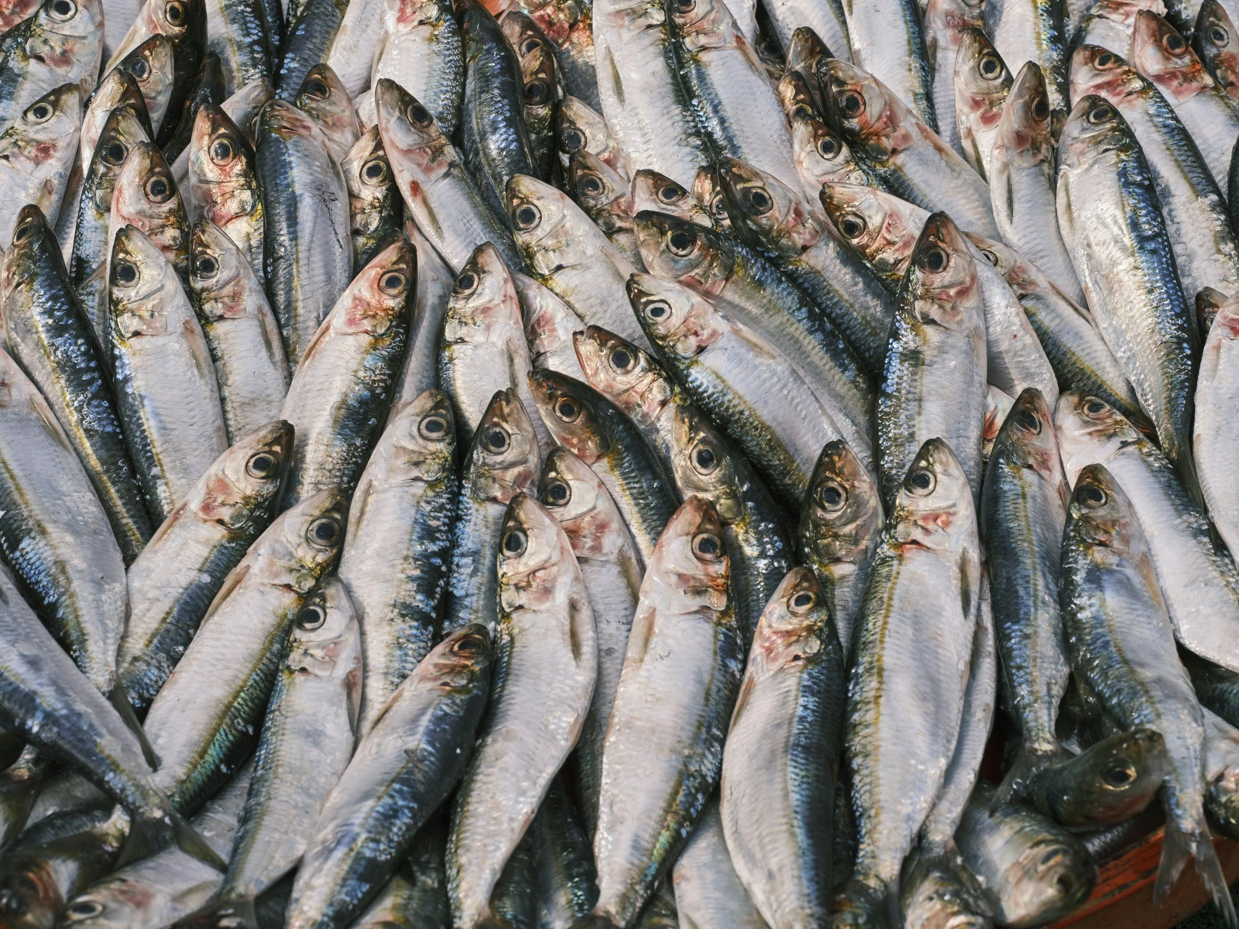 Wild fish are a precious resource – here’s how aquaculture can bolster food security