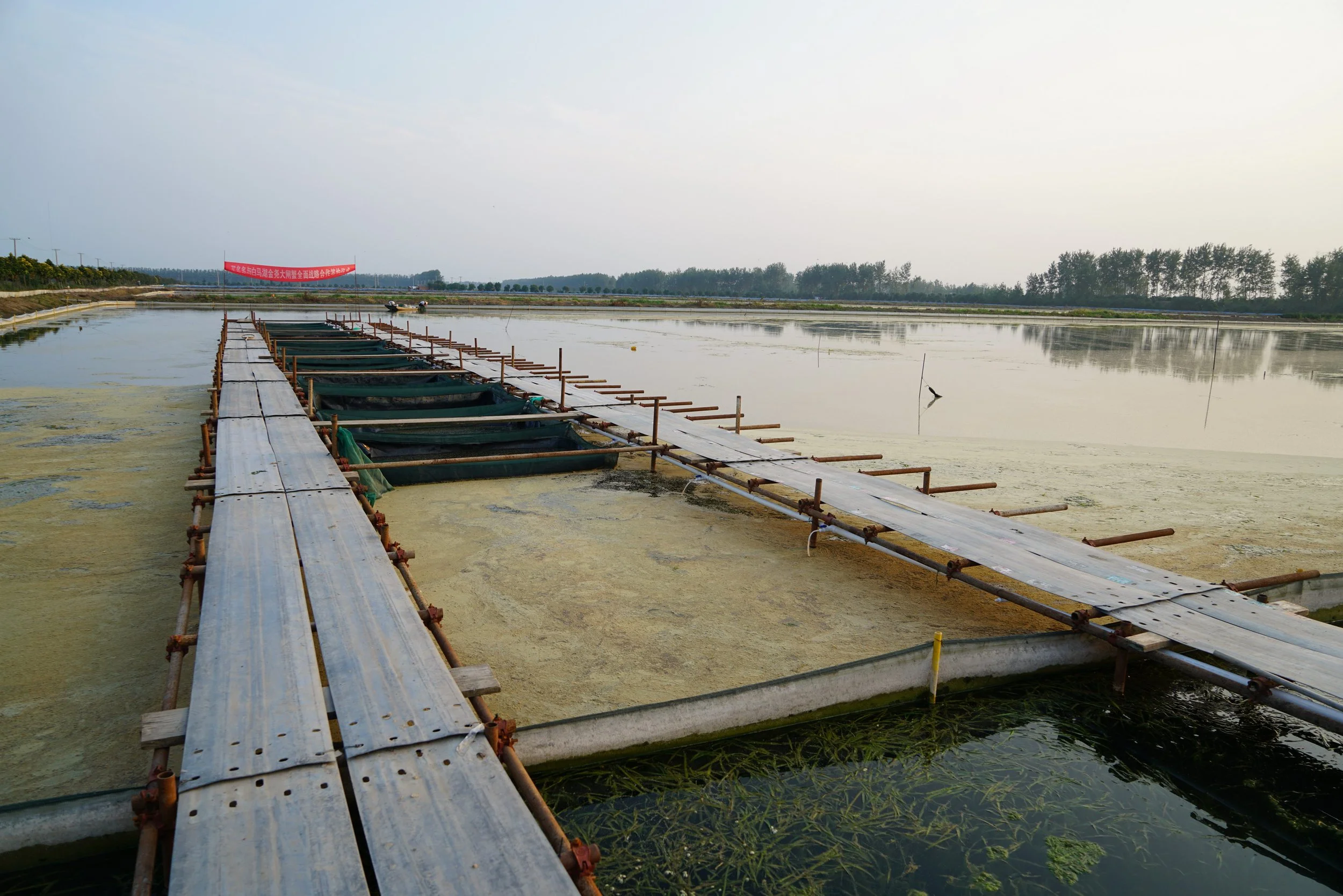 FAI Farms Announce Tilapia Welfare App