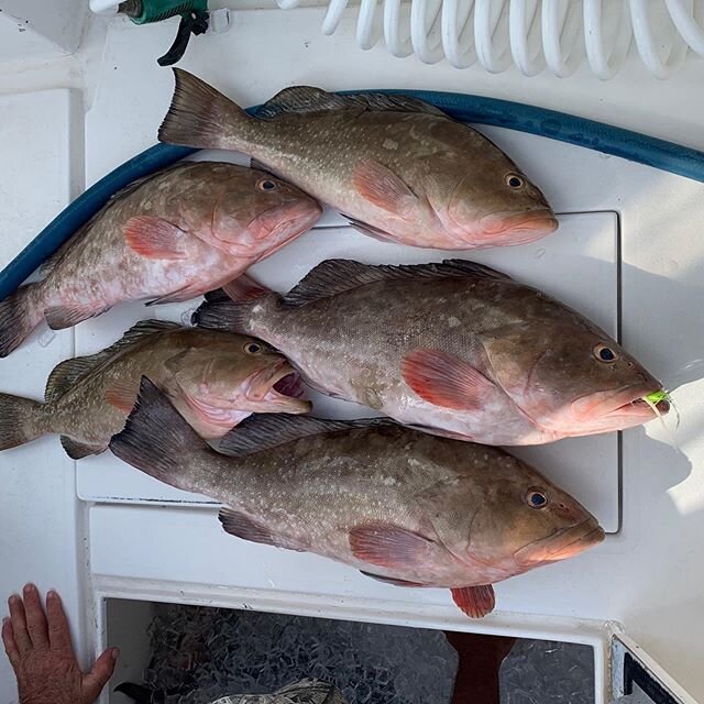 Doctor Slick and his crew Chummed up some nice #red grouper for dinner @bubba_chum_bags @trosset_outdoors @reel_fly_charters @finzdivecenter @spindrift_fishing_charters @eskyrods @suzukioutboards @vanstaalofficial