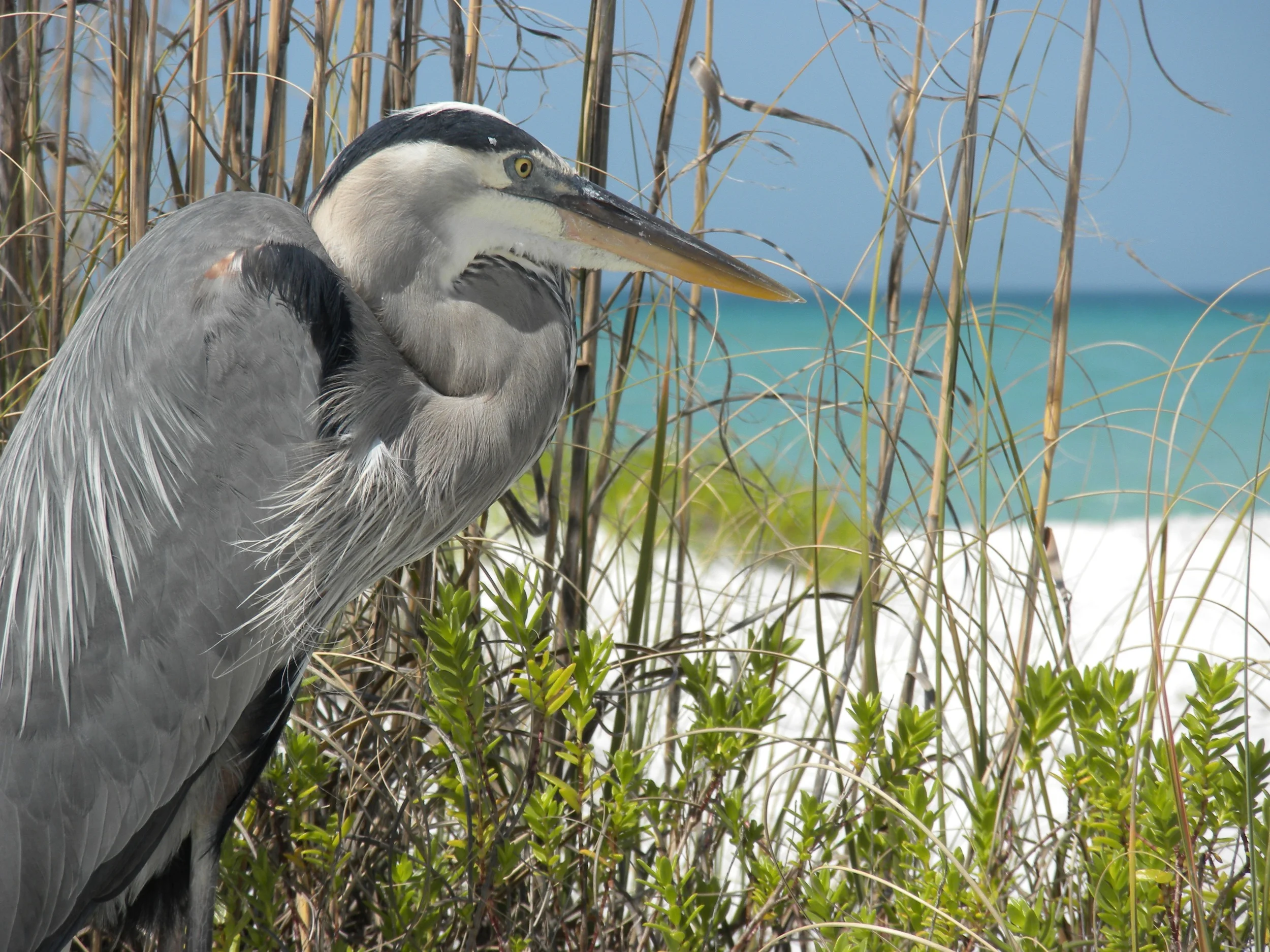 Sarasota, Florida