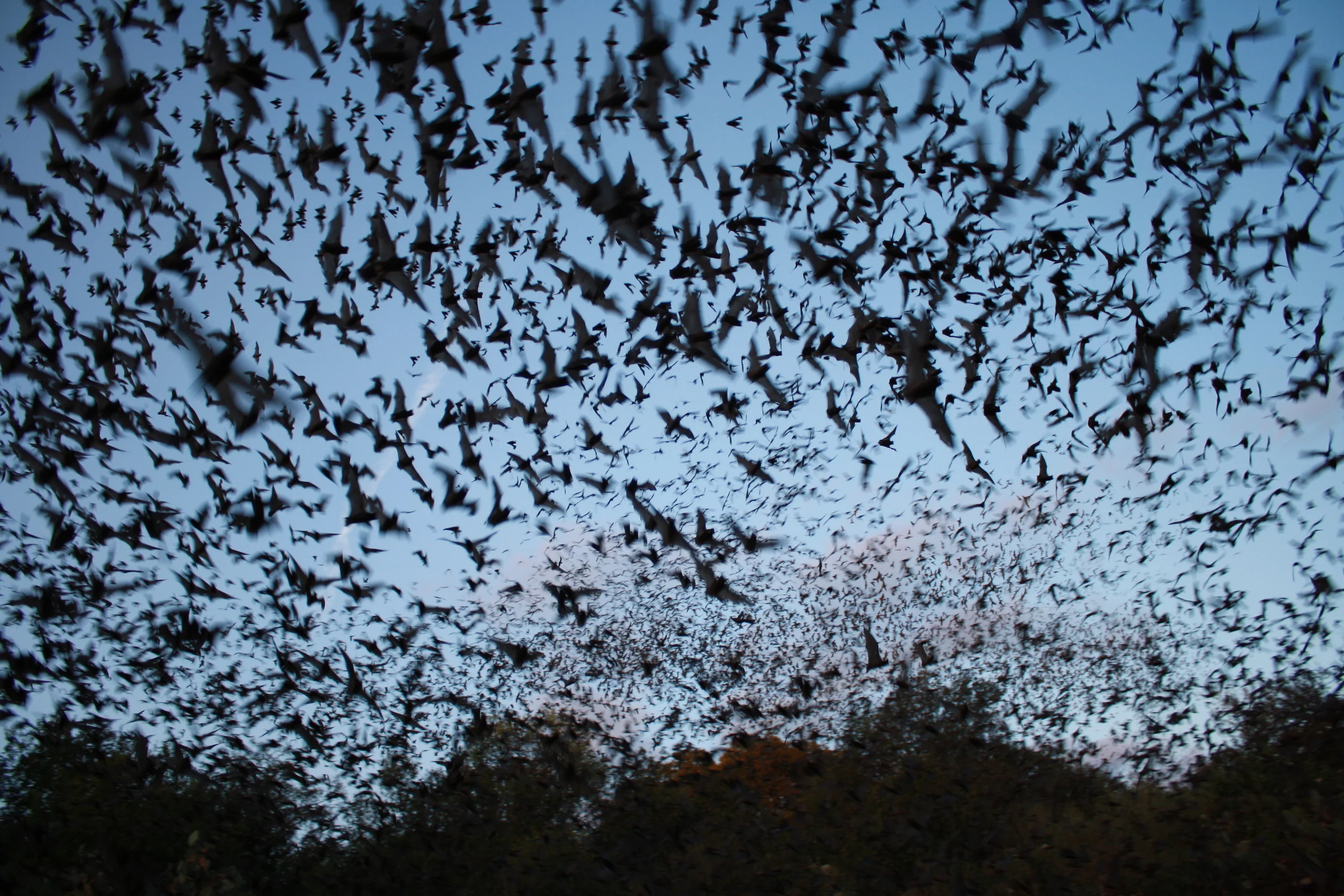 Image via Flickr user U.S. Fish and Wildlife Service