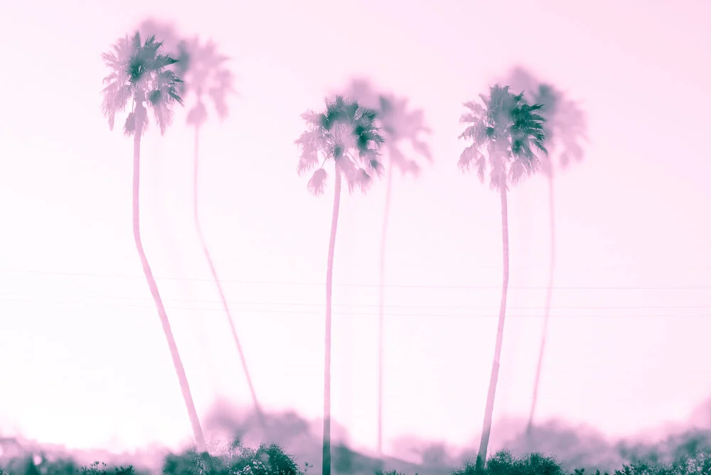 Keep Palm and Carry On
