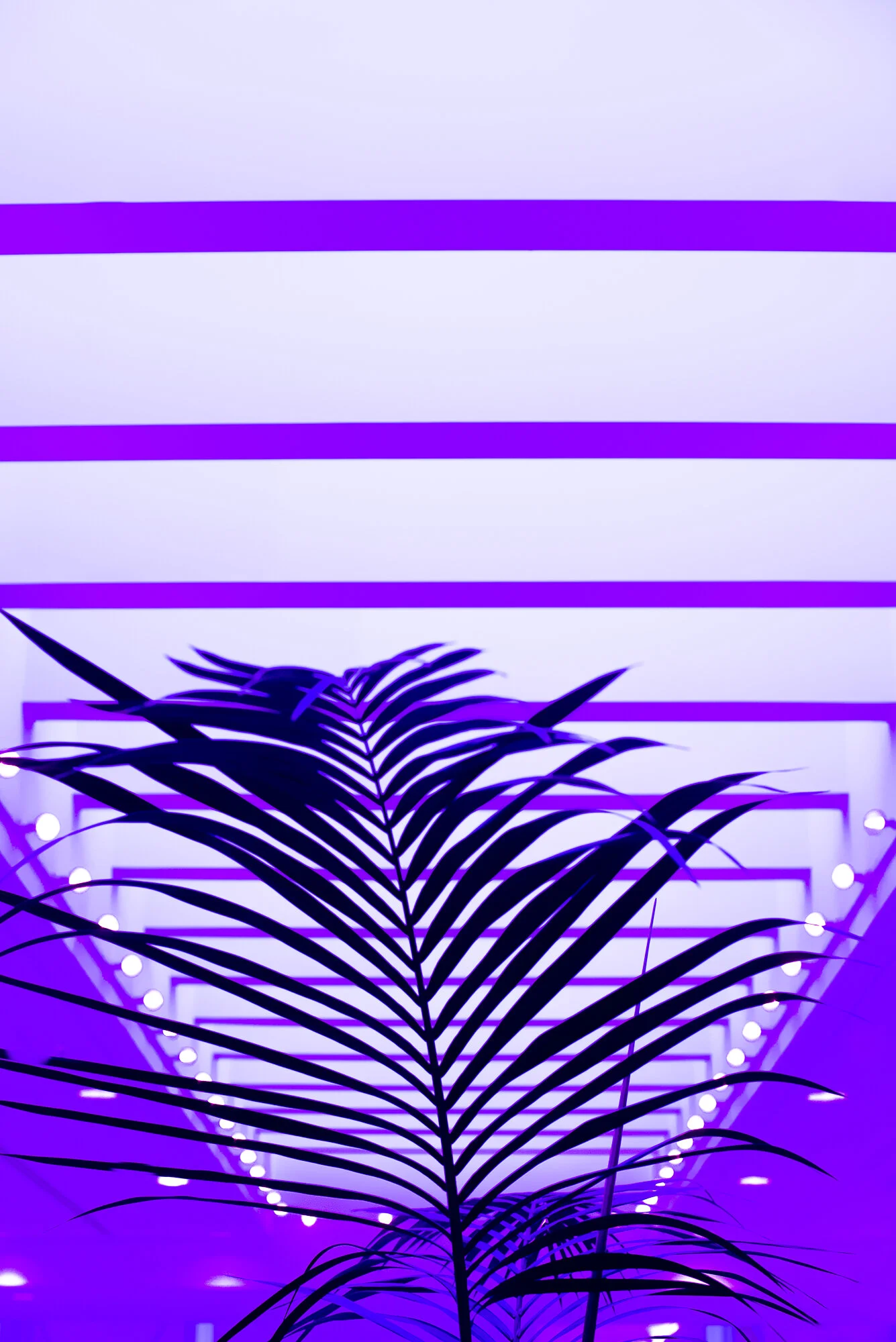 Purple Palm