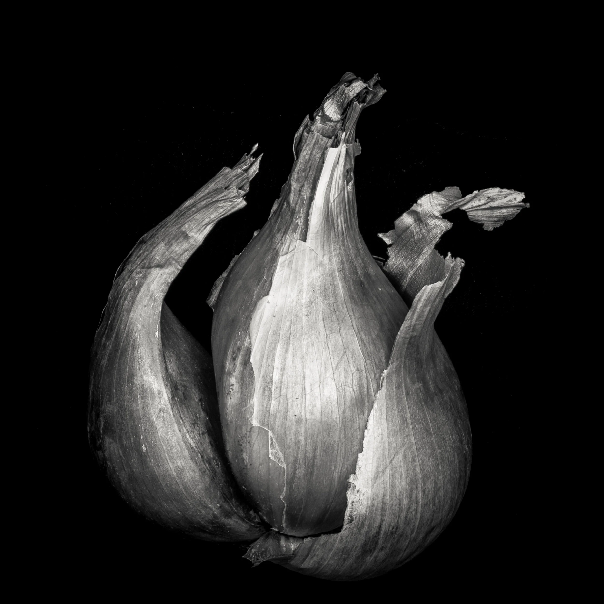 Heartbreak_Shallot_2_DSC0337.jpg