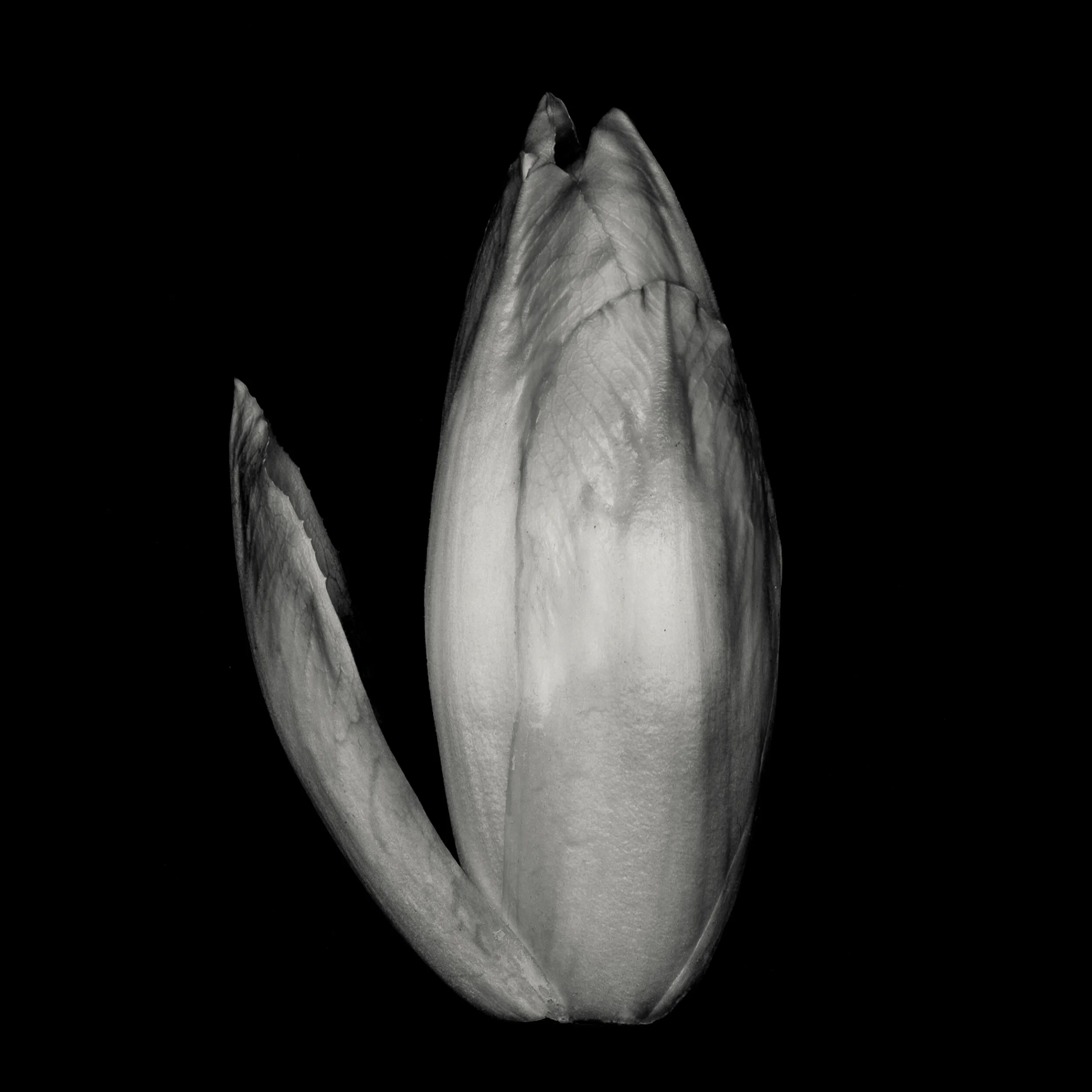 Ending_Endive_DSC0435-2.jpg