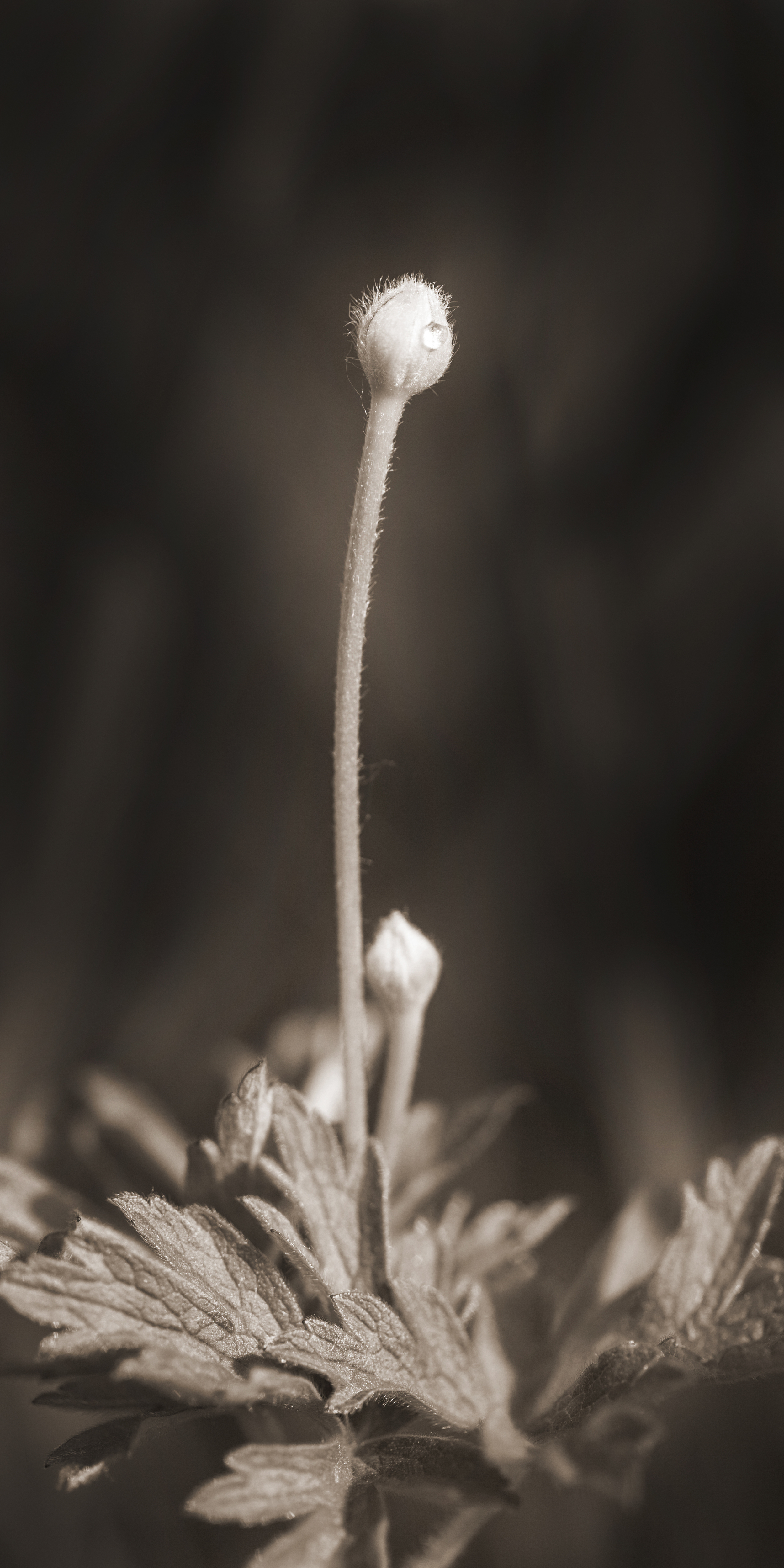 Thimbleweed #1