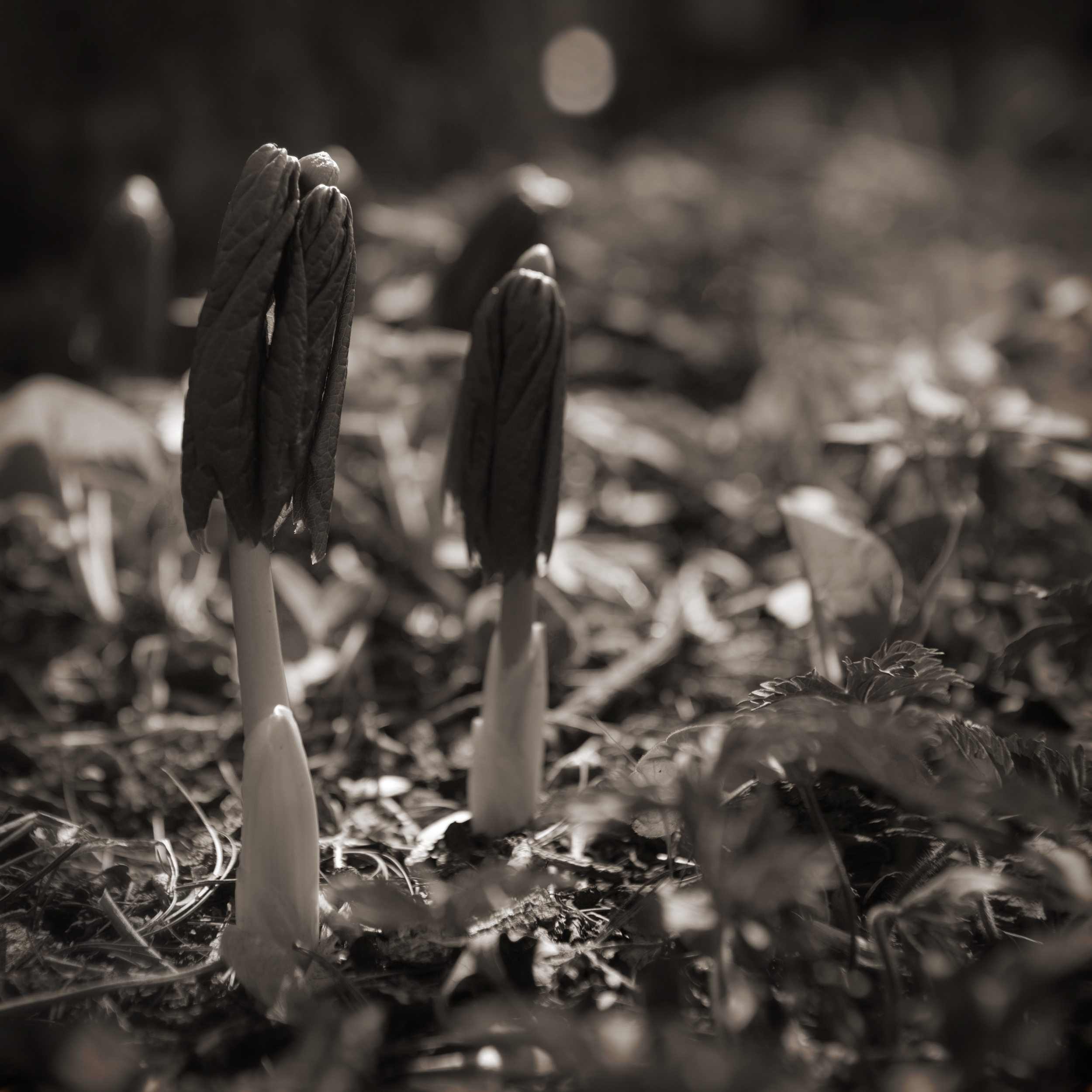 Midnight in the Spring Woods