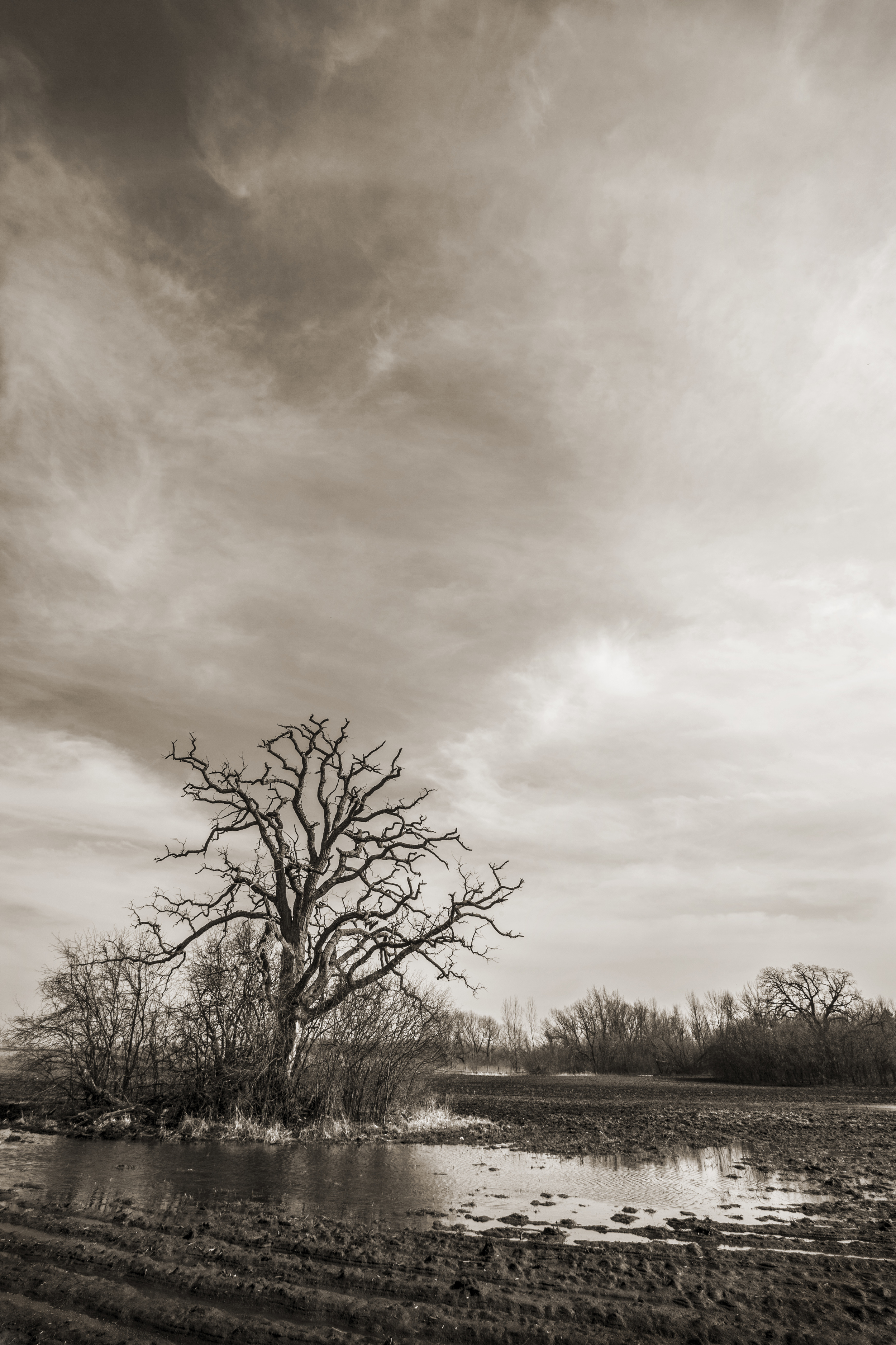 Prairie Oak II