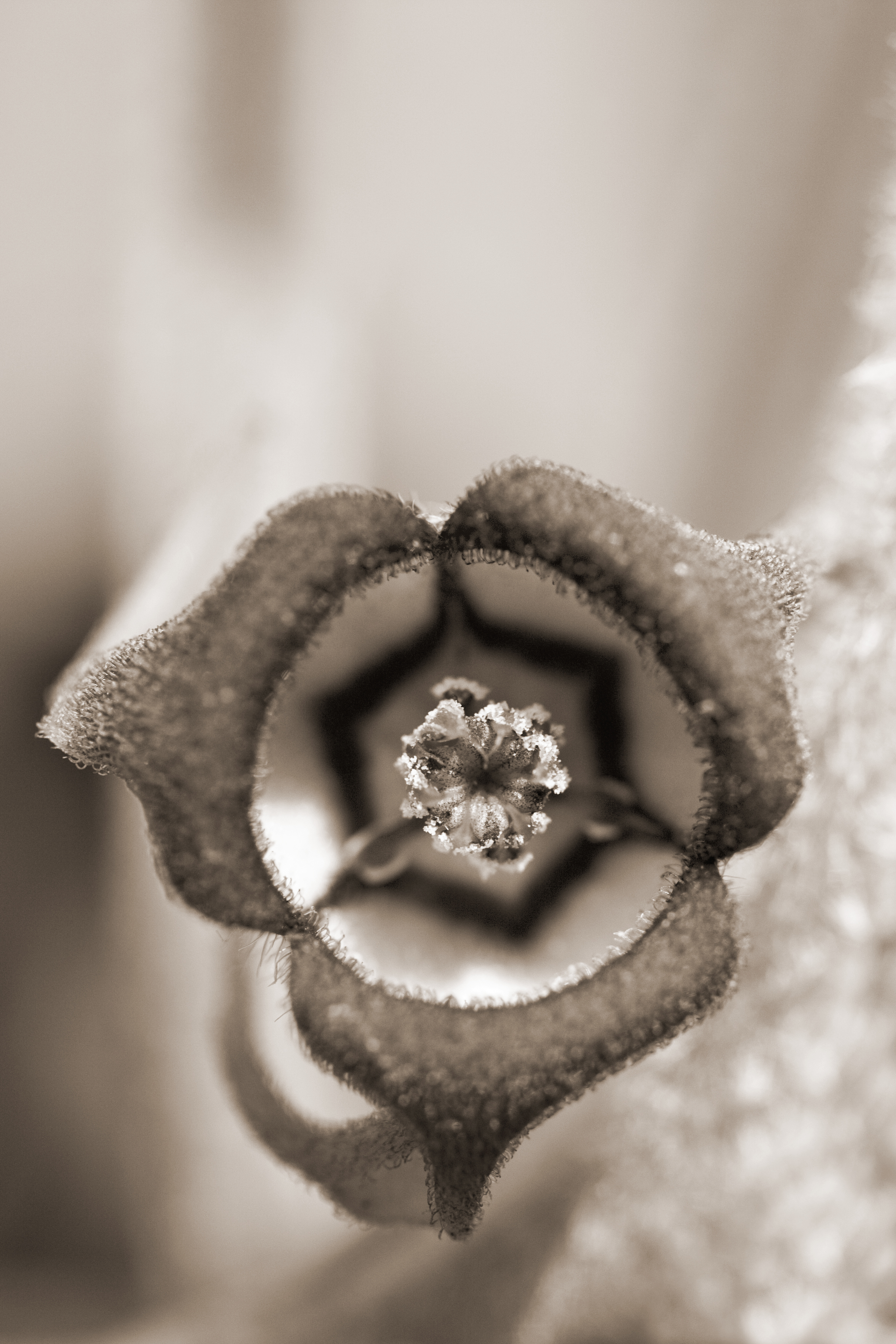 Wild Ginger #1