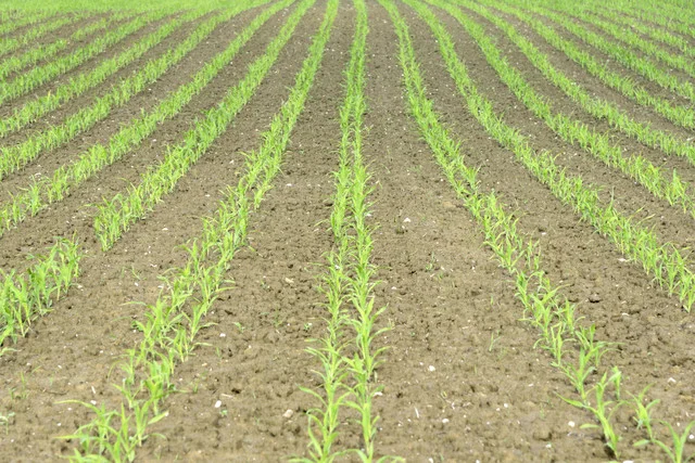 DUPLEX_SEED_9149.jpg