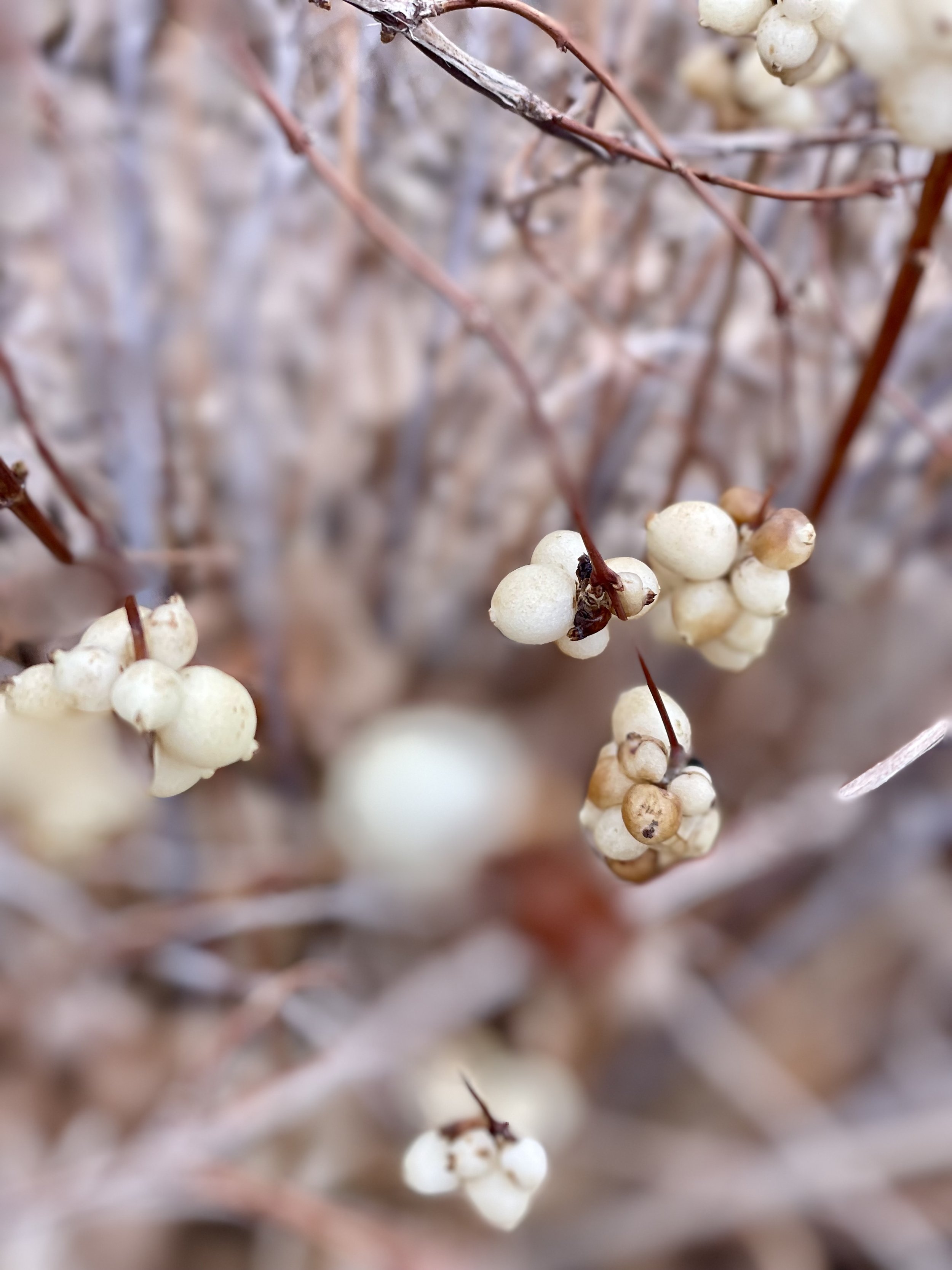 Desiccated