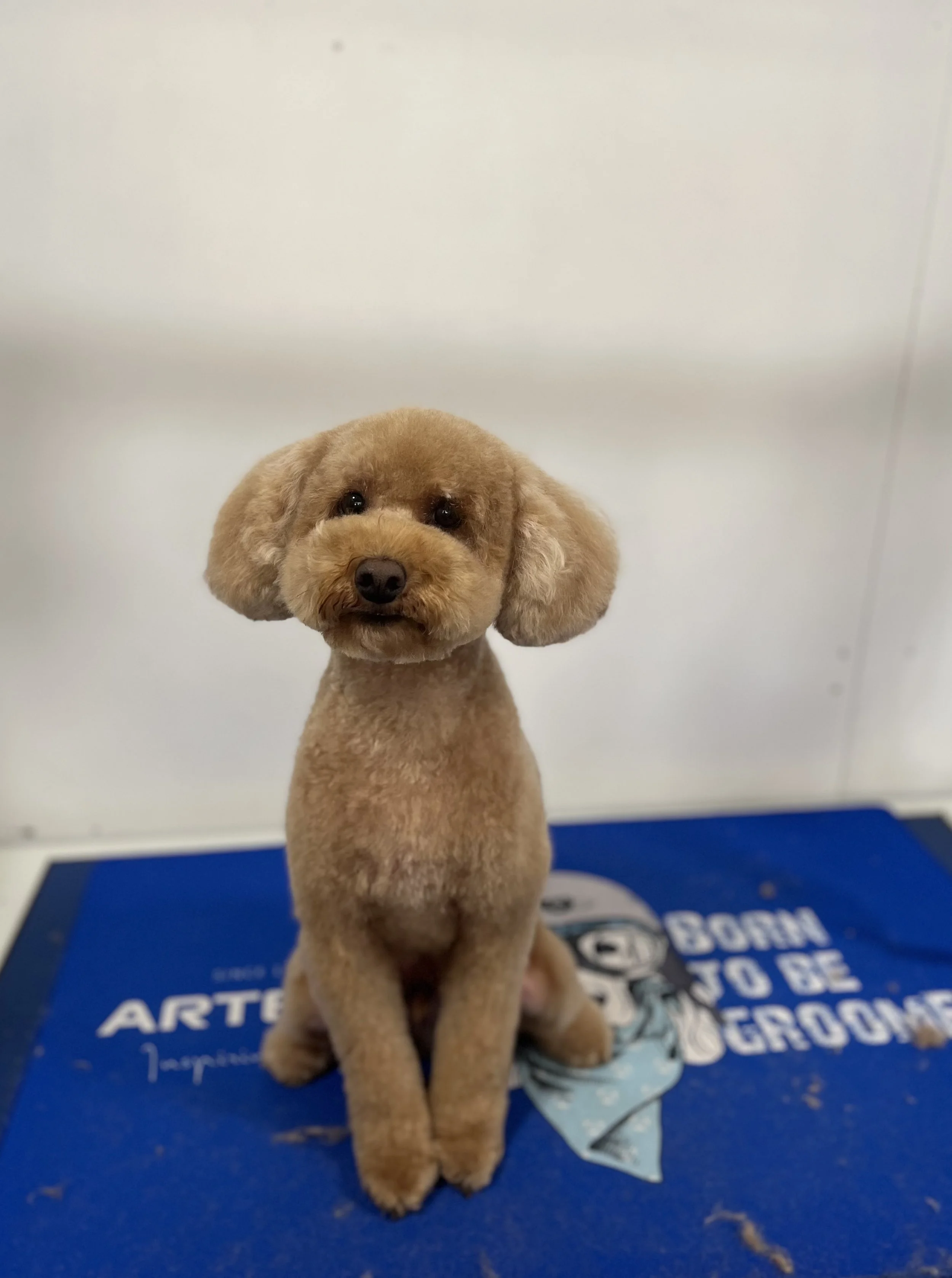 Grooming Gift Card - £100