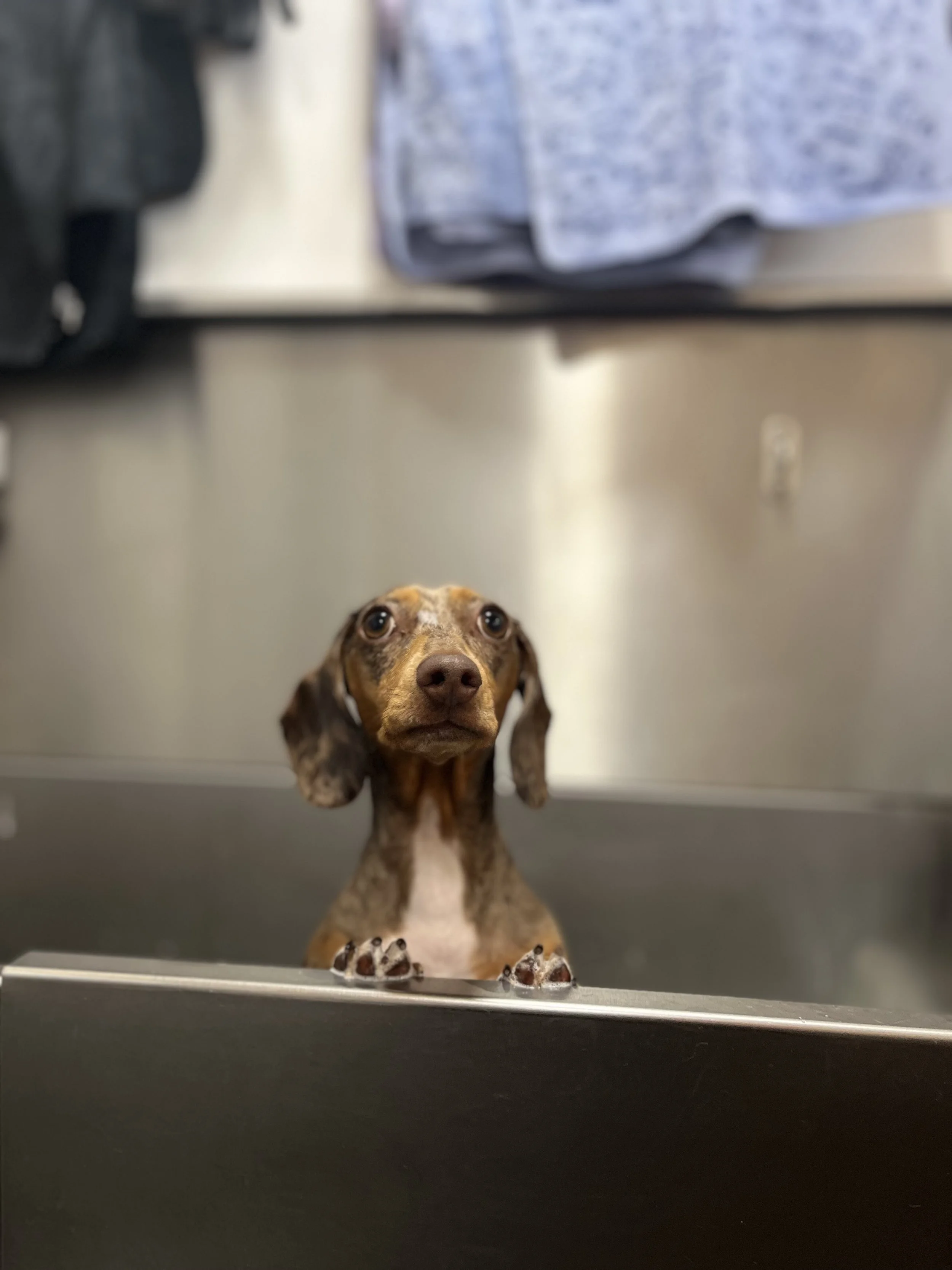 Grooming Gift Card - £50