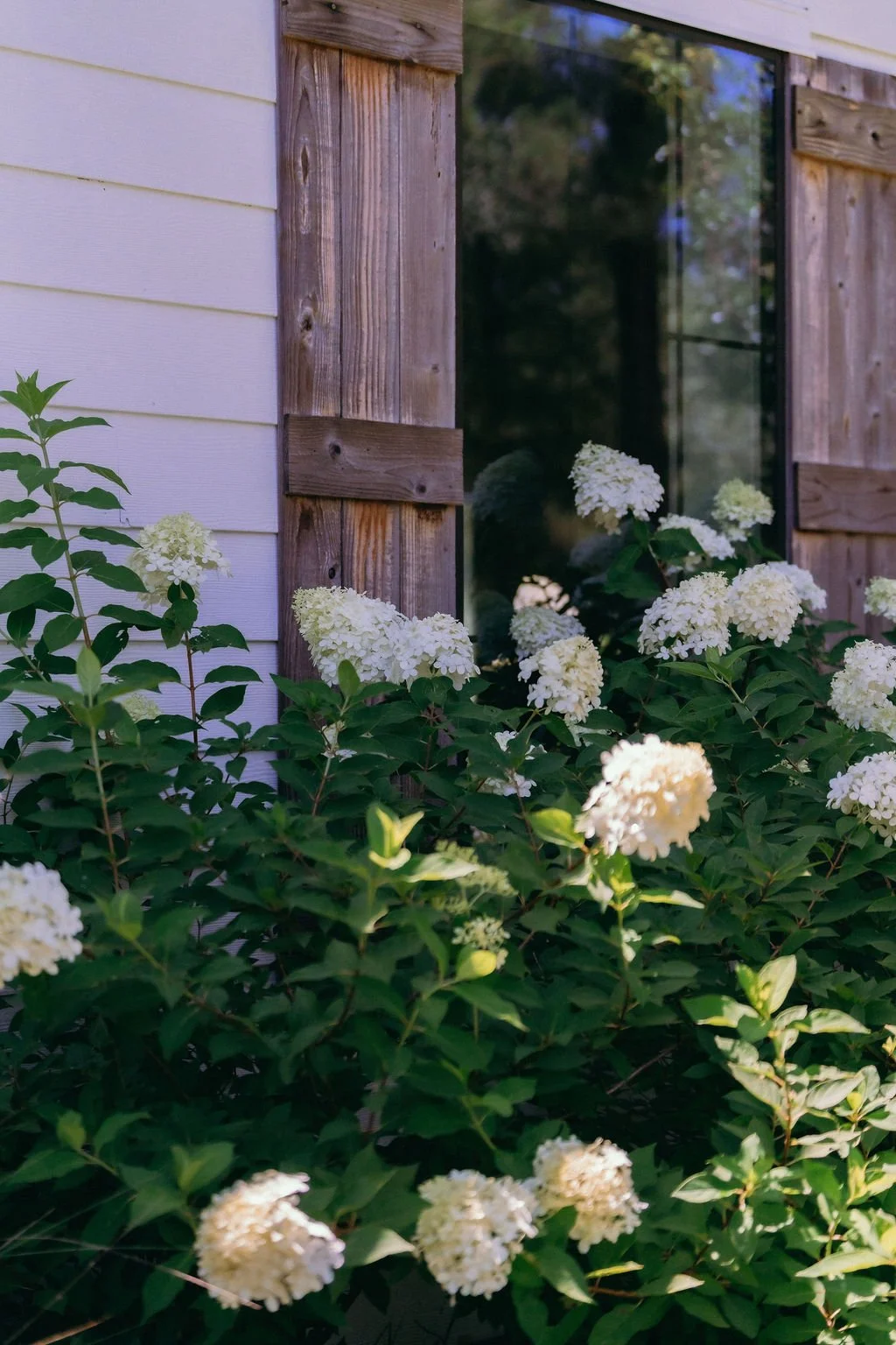 01-white-hydrangeas-beneath-weathered-wood-shutters-at-the-stone-barn-at.jpg
