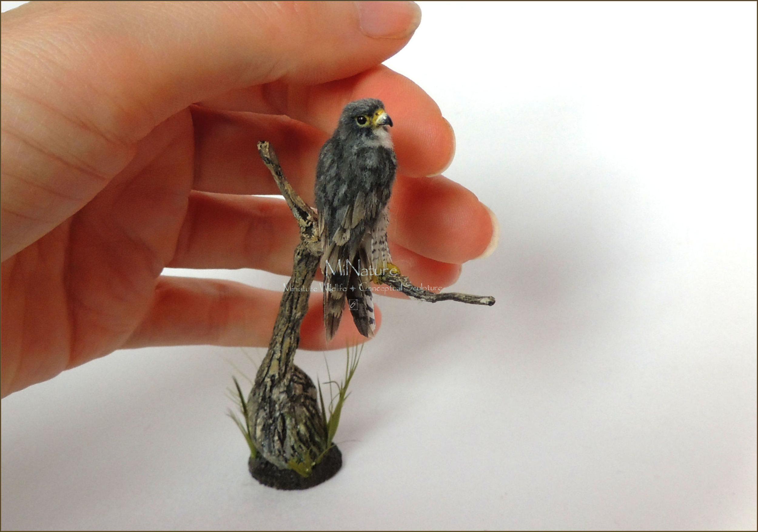 Peregrine Falcon Diorama