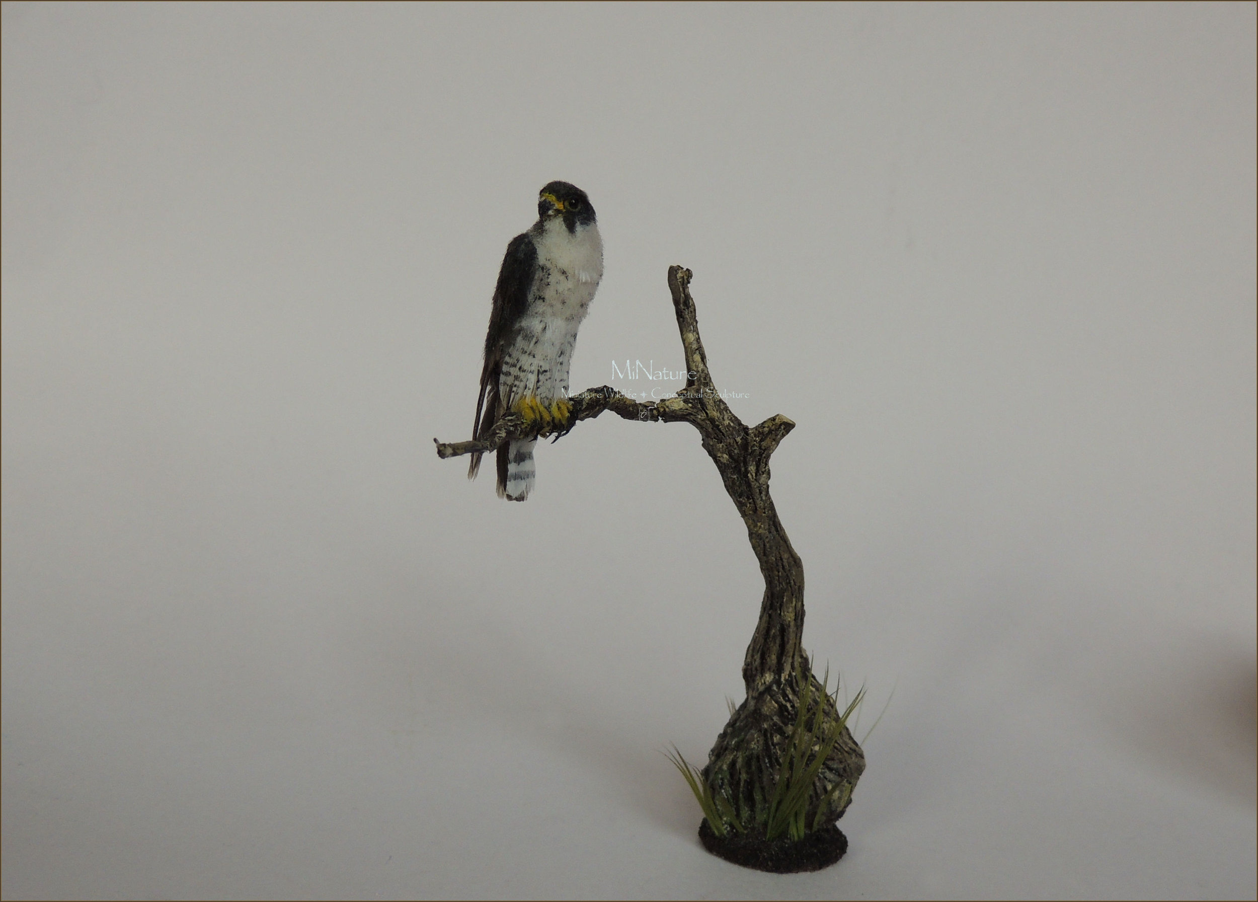 peregrine0068.jpg