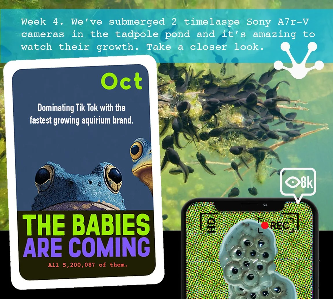 Aquirium-Content-TADPOLES.jpg