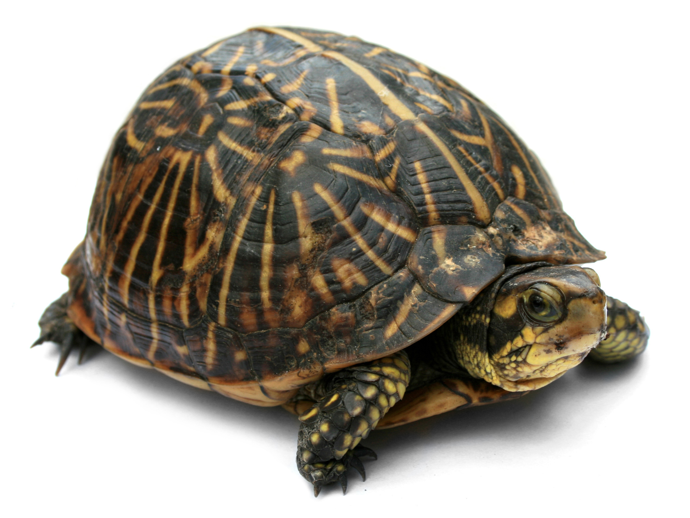 Why Slow Movement Builds Coordination — BETTER MOVEMENT