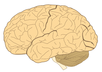 800px-Human-brain.SVG