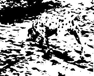 Hidden-Dalmatian.jpg